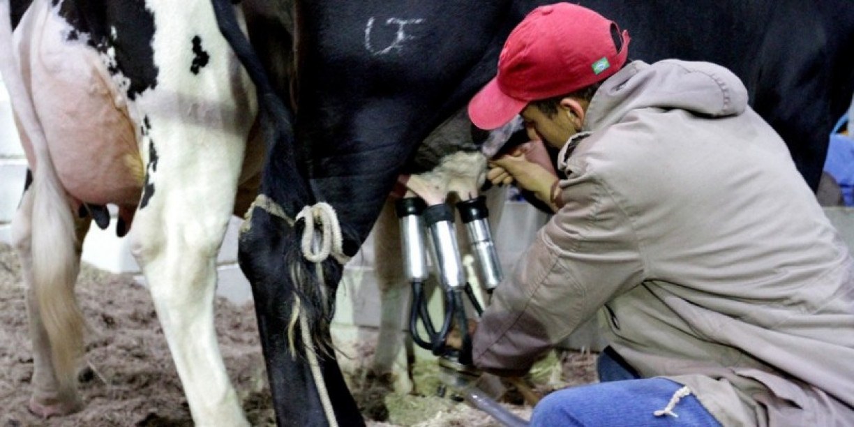 Produtor de leite pede isonomia para setor pagar mais ICMS com venda de derivados feito por fábrica do estado